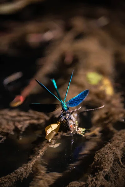 Eine Blaue Libelle Sitzt Auf Einem Ast Fluss — Stockfoto
