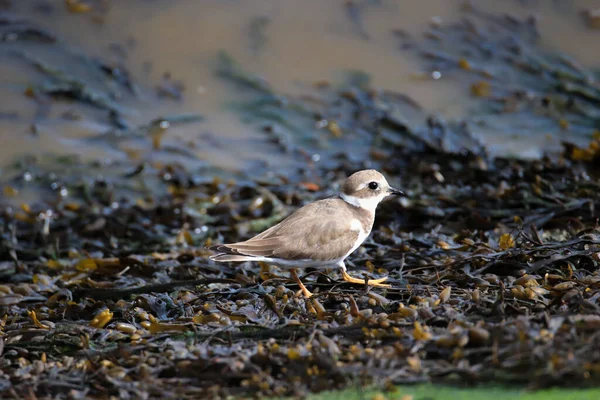 Common Ringed Plover Ringed Plover Water — Stock Photo, Image