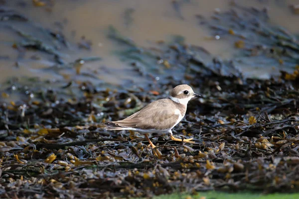 Ringed Plover Comum Plover Ringed Perto Água — Fotografia de Stock