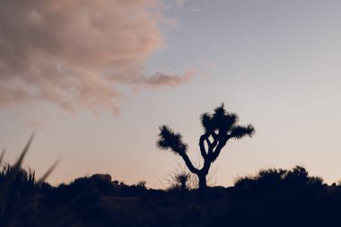 Gün batımında Joshua ağacının silueti.