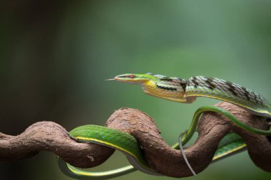 Ağaç dalındaki Asya sarmaşık yılanının yakın fotoğrafını çek.