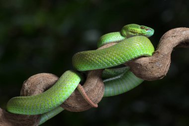 Ağaç dalında beyaz dudaklı ada engereği