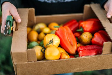 Bir kadın bahçesinden biber ve domates topluyor.