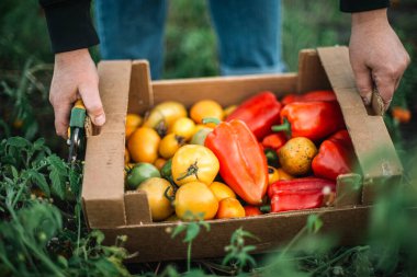 Bir kadın bahçesinden biber ve domates topluyor.