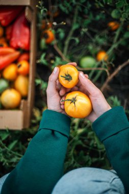 Bir kadın bahçesinden domates topluyor.