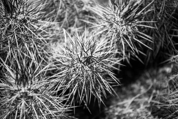 Svart Och Vitt Foto Kaktus Öknen — Stockfoto