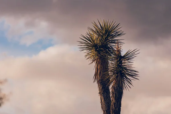 Cenário Deserto Pôr Sol Com Nuvens — Fotografia de Stock
