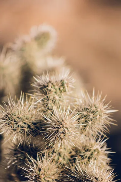 Acercamiento Cactus Desierto — Foto de Stock