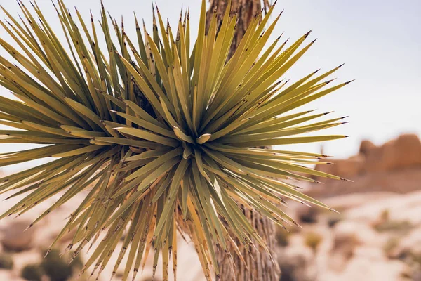 Joshua树公园的沙漠植被 — 图库照片