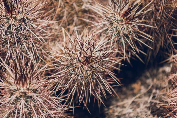 Kaktus Med Flera Spikar Öknen — Stockfoto