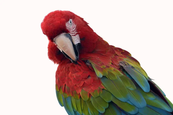 Bir Papağanın Yakın Fotoğrafını Çek — Stok fotoğraf