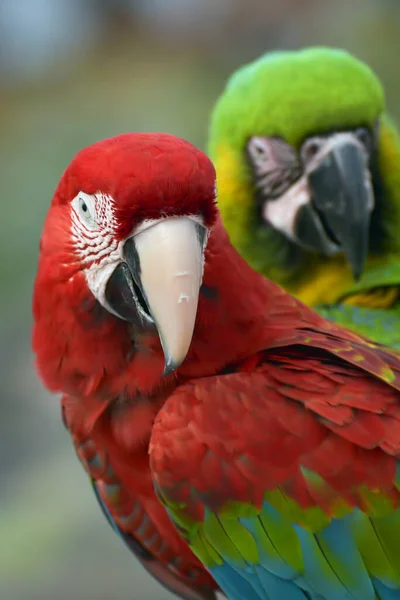 Zavřít Fotografii Papouška Macaw — Stock fotografie