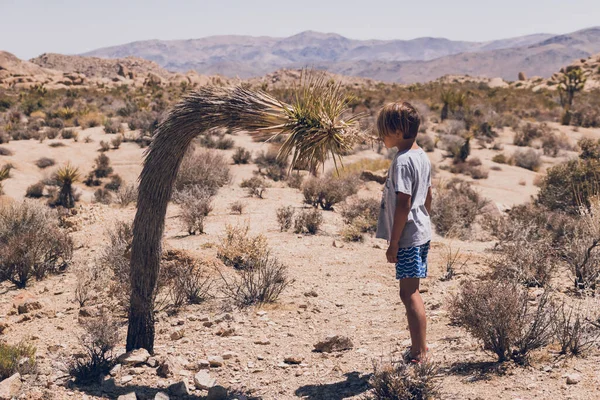 Boy Kissing Desert Plant Joshua Tree Desert — Φωτογραφία Αρχείου