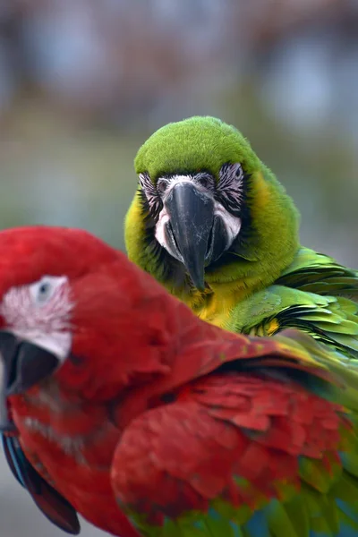 Zamknij Zdjęcie Papugi Papugi — Zdjęcie stockowe