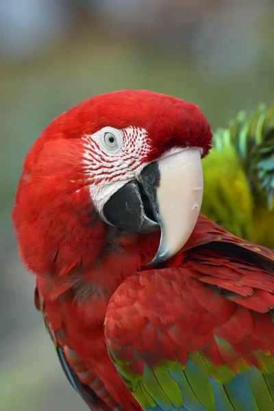 Close Photo Macaw Parrot — Stock Photo, Image