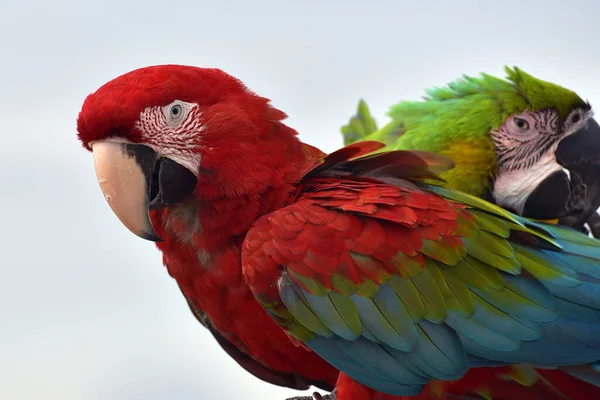 Zamknij Zdjęcie Papugi Papugi — Zdjęcie stockowe