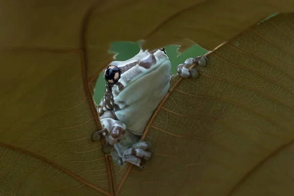 Grenouille Laitière Regardant Travers Trou Intérieur Une Feuille — Photo