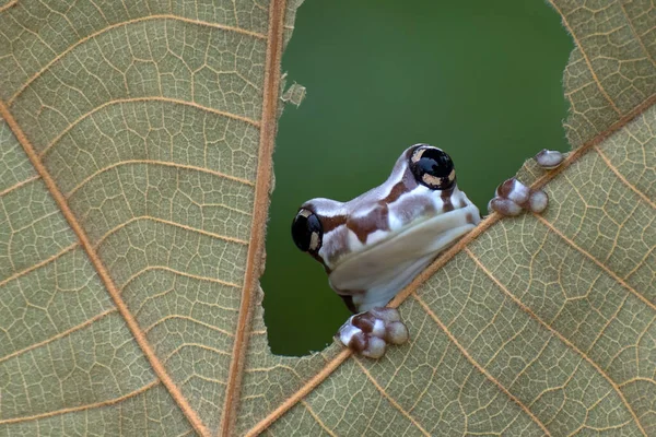 Grenouille Laitière Regardant Travers Trou Intérieur Une Feuille — Photo