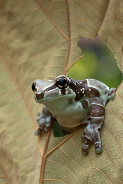 奶蛙从叶子里面的孔里往外看 — 图库照片