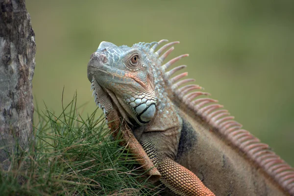Close Portrait Common Iguana — Stock Photo, Image