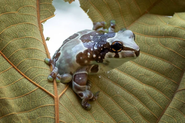 개구리가 나뭇잎 구멍을 있습니다 — 스톡 사진