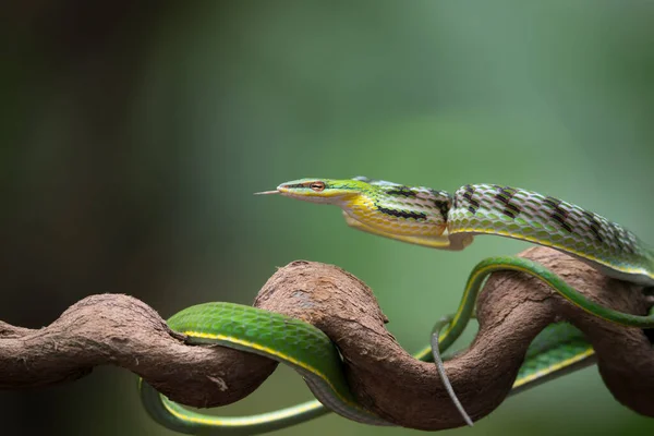 Photo Rapprochée Serpent Vigne Asiatique Sur Branche Arbre — Photo