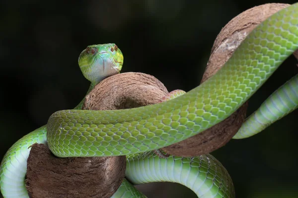 树干上白唇岛上的毒蛇 — 图库照片