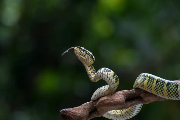 Vipère Wagler Sur Une Branche Arbre — Photo