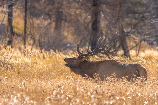 Alce Bull Das Montanhas Rochosas — Fotografia de Stock