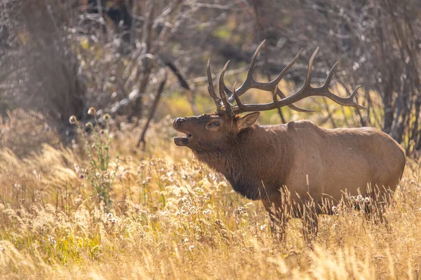 Bull Elk Rocky Mountains — Stock Photo, Image