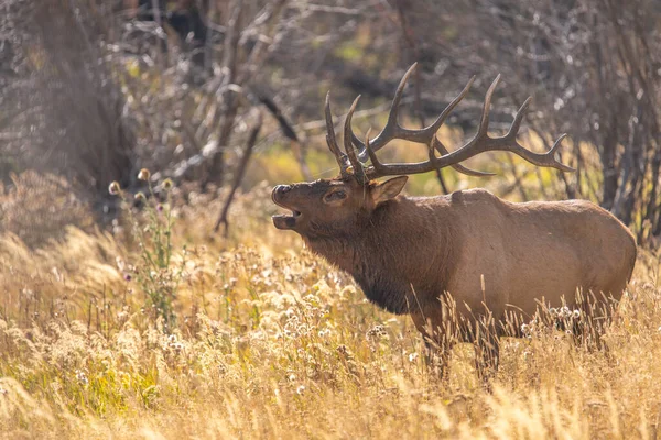 Alce Bull Das Montanhas Rochosas — Fotografia de Stock