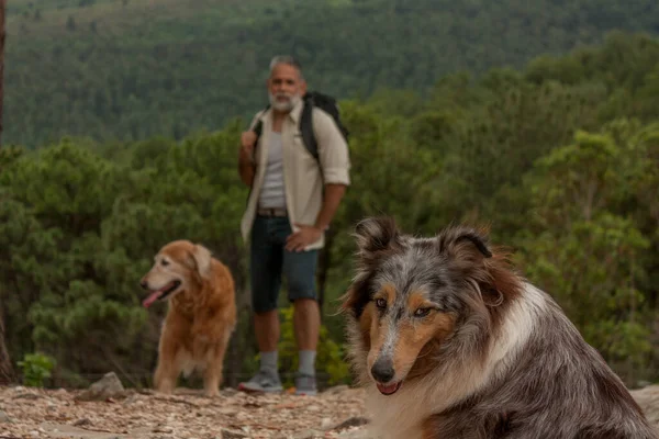 Gray Bearded Man Walk Mountains Dogs — ストック写真