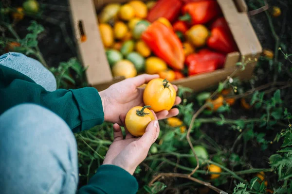 Een Vrouw Oogst Tomaten Uit Haar Tuin — Stockfoto