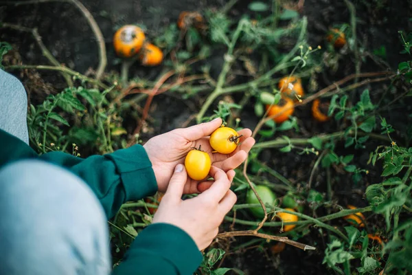 Una Mujer Cosecha Tomates Jardín —  Fotos de Stock