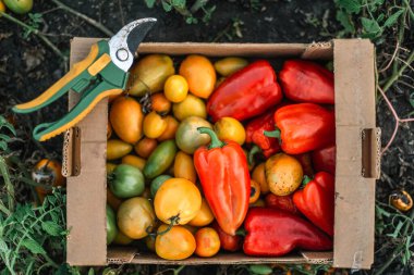 Bahçedeki kutuda taze organik domatesler