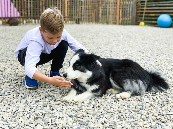 Menino Branco Brincando Com Cão Husky — Fotografia de Stock