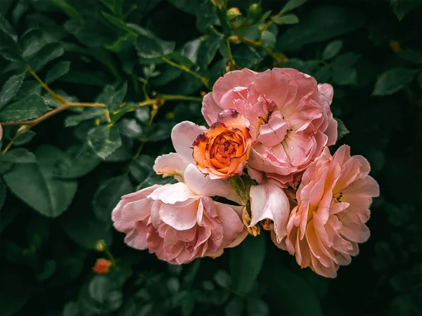 애틀랜타 식물원의 분홍빛 — 스톡 사진