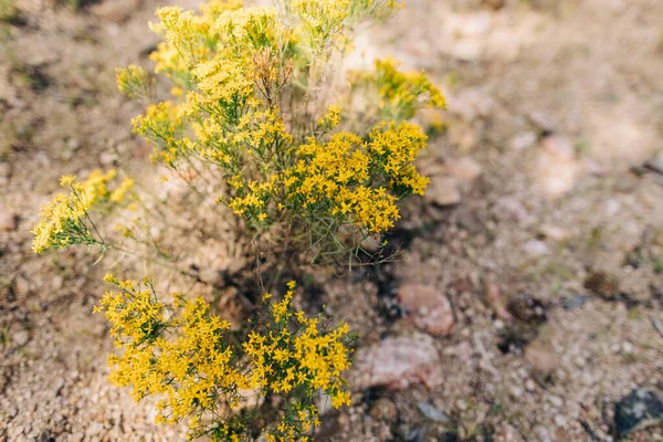 普雷斯科特沙漠景观中的银杉黄色植物 — 图库照片