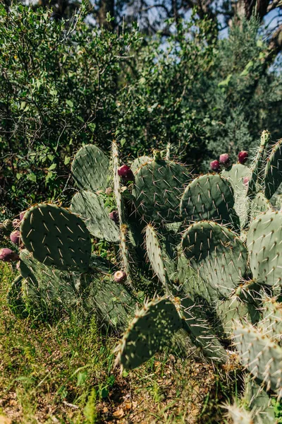 Cactus Pera Espinosa Con Fruta Luz Del Sol Desierto Prescott — Foto de Stock