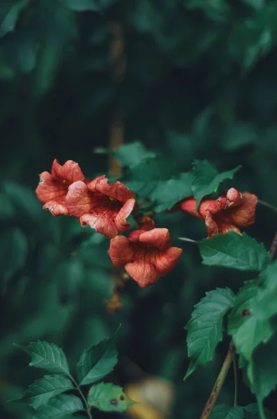 정원에 야자수 오렌지 — 스톡 사진