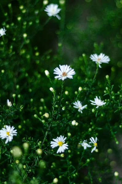 Witte Bloemen Ijzig Tuin — Stockfoto
