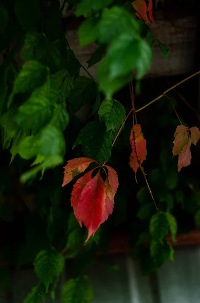 Jungtrauben Mit Roten Und Grünen Blättern — Stockfoto