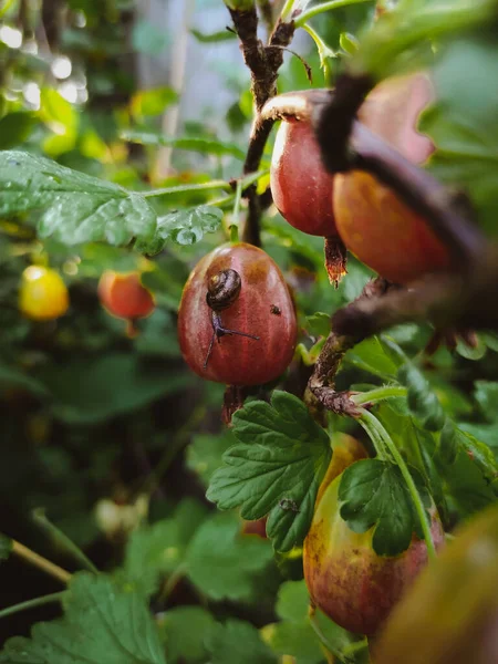 Snail Fresh Gooseberry Berry Branch Garden Closeup — Stock Photo, Image