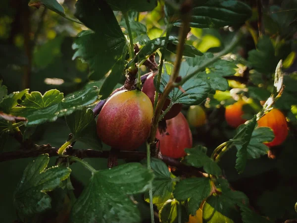 Fresh Gooseberries Branch Bush Garden Closeup — Stock Photo, Image