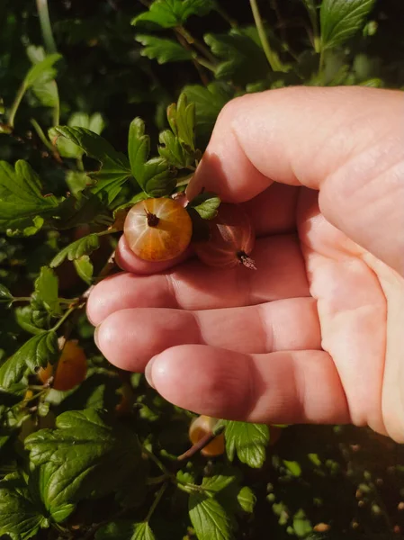Hand Picks Gooseberries Branch Garden Closeup — Stock Photo, Image