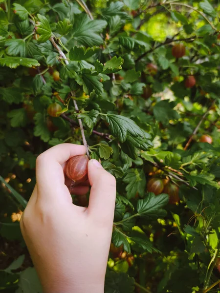 Hand Picking Gooseberry Branch Garden Closeup — Stock Photo, Image