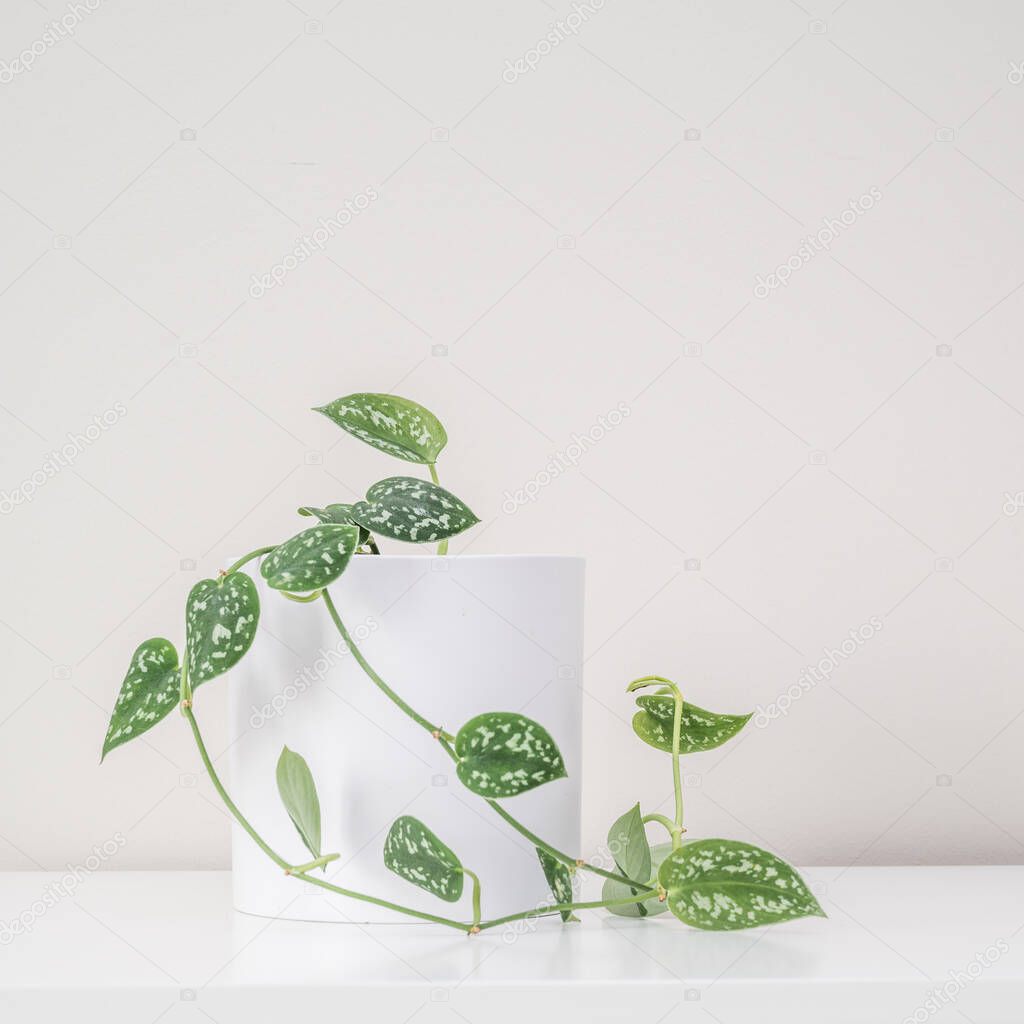 Pothos in white planter on white counter