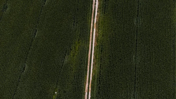 Вид Повітря Дорогу Оточену Кукурудзяними Полями — стокове фото