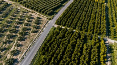 Yol kenarındaki bazı meyve ağaçlarının havadan görünüşü