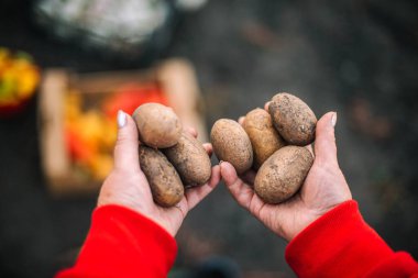 Bahçesinden patates tutan yetişkin bir kadın.
